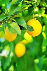 Lemons hanging on tree