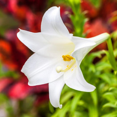 Bermuda Easter Lily