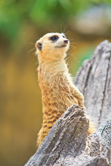 Alert Meerkat