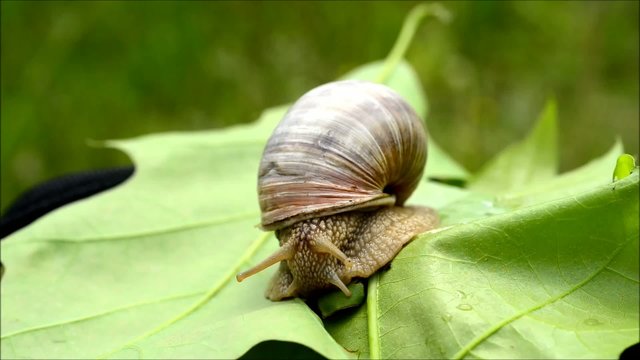 Snail tentacles issues and move forward