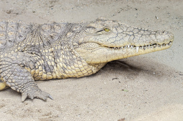 Nile Crocodile