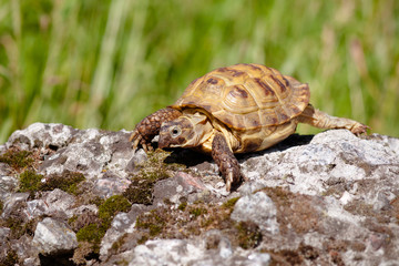 turtle outdoors