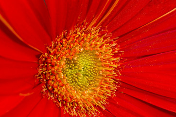 Gerbera with great detail