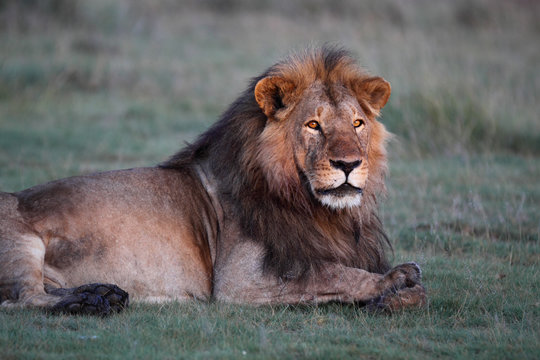 Male lion resting on green grass