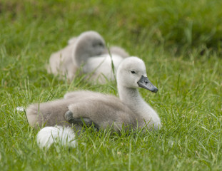 Cygnet