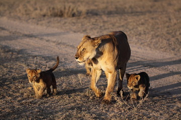 Fototapeta premium Lioness walking with cubs