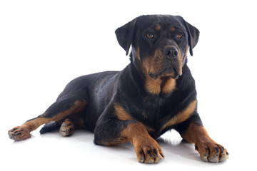 Fototapeta premium rottweiler