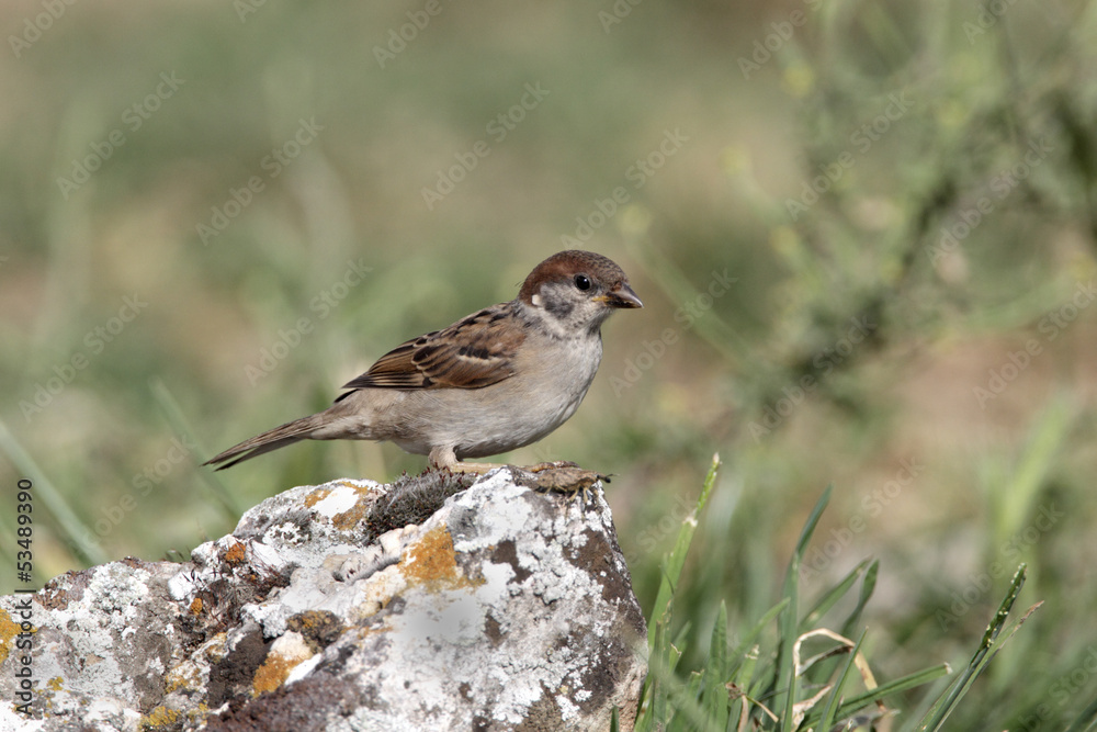 Wall mural Tree sparrow, Passer montanus