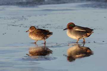 Teal, Anas crecca, male, female