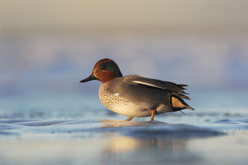 Teal, Anas crecca, male