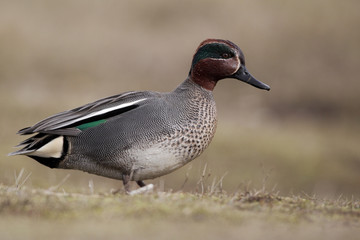 Obraz premium Teal, Anas crecca, male