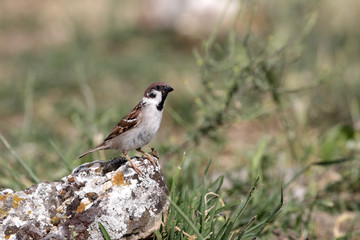 Tree sparrow, Passer montanus