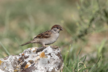Tree sparrow, Passer montanus