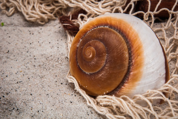 Decorative summer composition with hard light, vivid colors