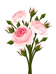 Pink roses branch. Vector illustration.