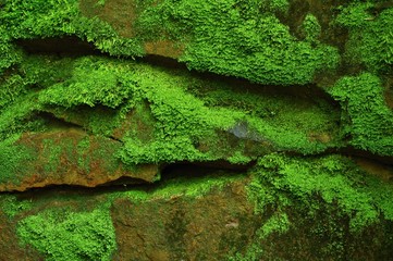 Mossy stones