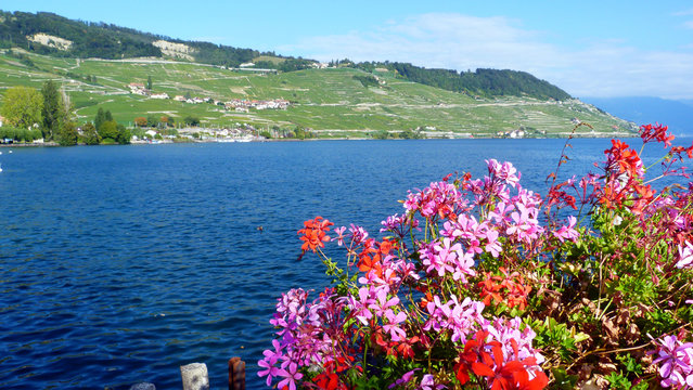 Coteaux de Lausanne &eacute;pesses Lac L&eacute;man