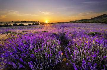 Zonsondergang boven lavendelveld