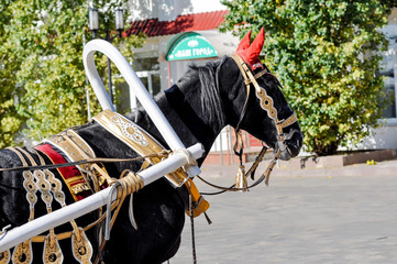 Obraz premium 2014 year of the horse, the horse of wedding