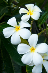 Fototapeta na wymiar Beautiful white flower in thailand, Lan thom flower