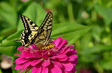 nice butterfly on pink flower