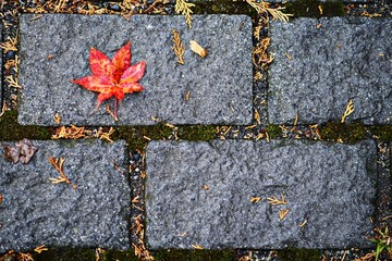 Fall Leaf on Brick Ground