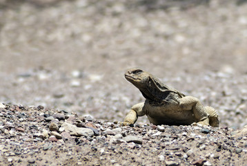 Egyptian Mastigure Israel's largest lizard