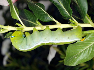 Obraz premium Caterpillar of butterfly Oleander Hawk-moth