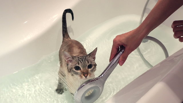 Thai cat wash in the bathroom.
