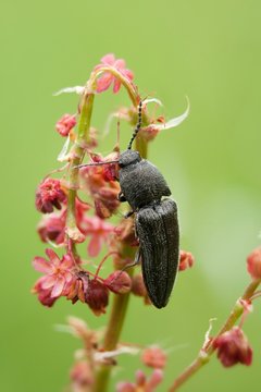 Samt-Schnellk&auml;fer / Agriotes pilosellus