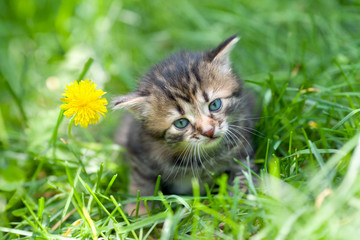 Naklejka na ściany i meble Little kitten sitting on the grass near dandelion