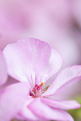 Fototapeta na wymiar Close up on pink flowers (geranium)
