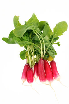 La botte de radis du jardin