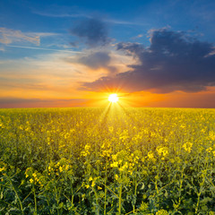 yellow rape field at the sunset