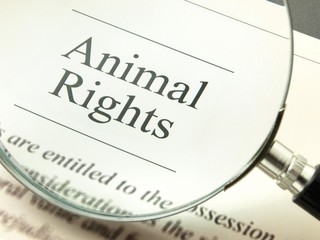 Animal Rights