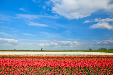 Wall murals Tulip colorful tulip fields and windmill in spring