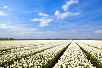 Fototapeta na wymiar field with white tulips and blue sky