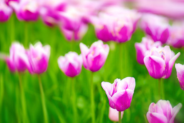 blooming tulips in springtime