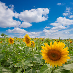 summer sunflower field