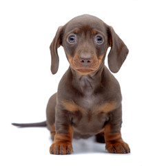 Obraz premium Portrait of puppy of Dachshund