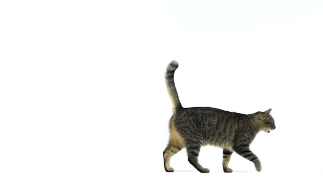 Two cats running and looking at the camera