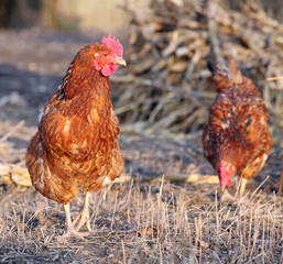 Hen in nature