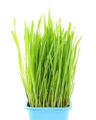Wheatgrass in flowerpot