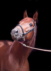 portrait of sorrel Trakehner stallion on black background