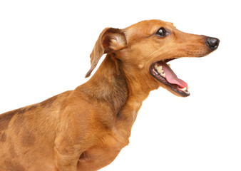 Dachshund dog yelling