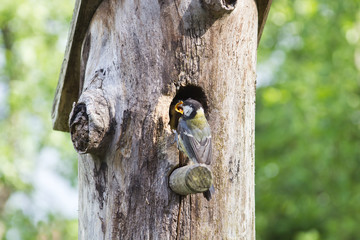 Fototapeta premium bird on birdhouse