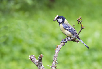 bird on a branch