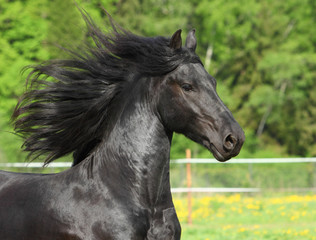 Obraz na płótnie Canvas Black Friesian horse in field