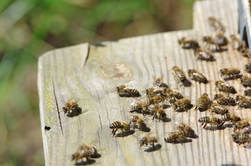 Busy bees 