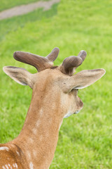portrait of roe deer
